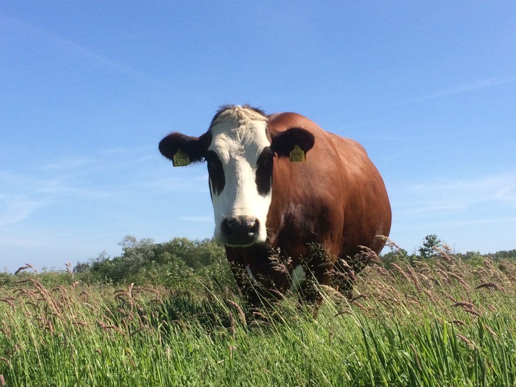 Blaarkop in de wei bij de Keizershof